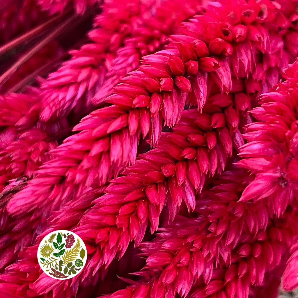 Celosia &#39;Dragon&#39;s Breath&#39; (Painted) (DRY) (Various Colours) 65cm