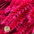 Celosia 'Dragon's Breath' (Painted) (DRY) (Various Colours) 65cm