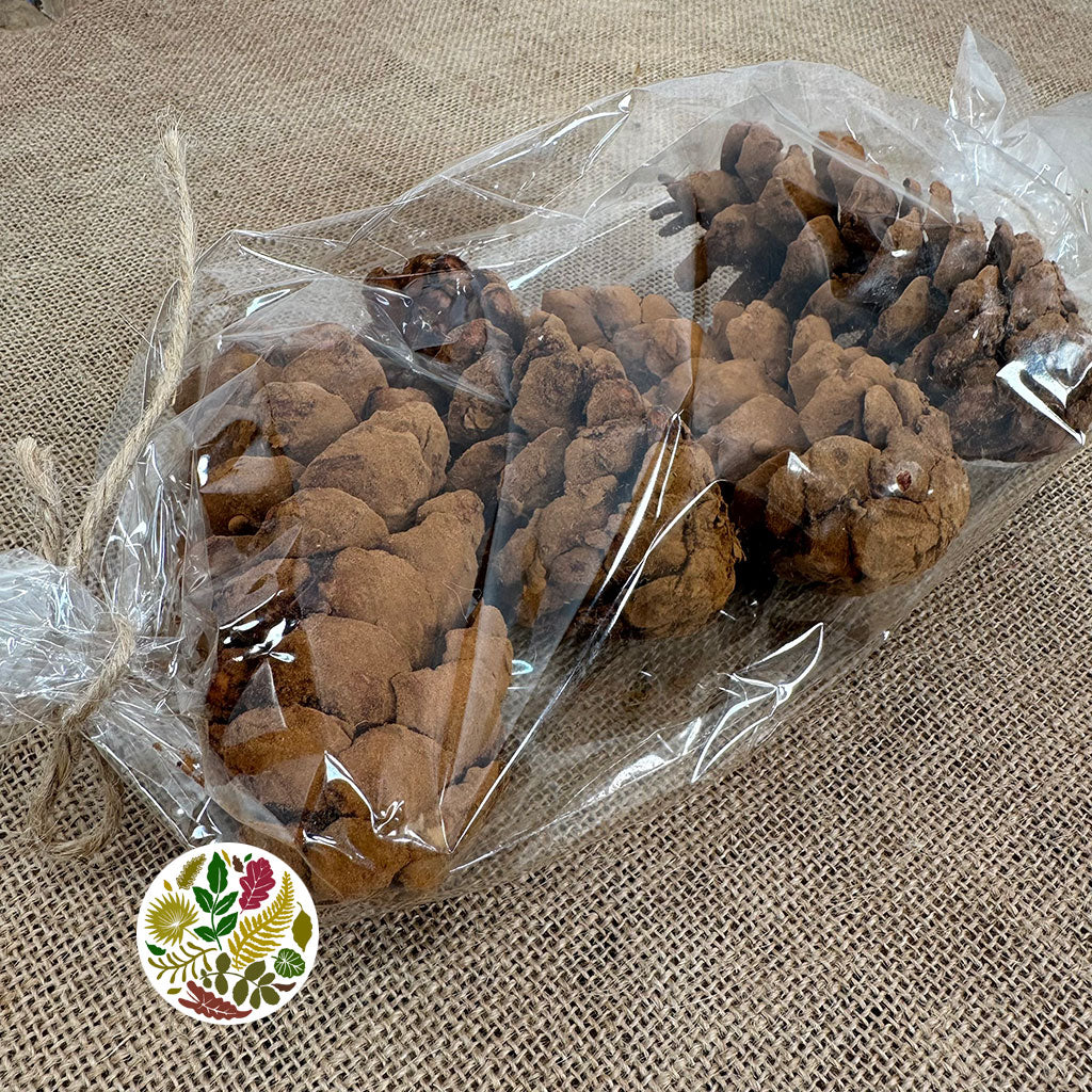 Cones 'Strobus' (Scented) (DRY) (Various Sizes)