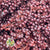 Grass 'Sorgum' (Painted) (DRY) (Various Colours) 70cm (x3)