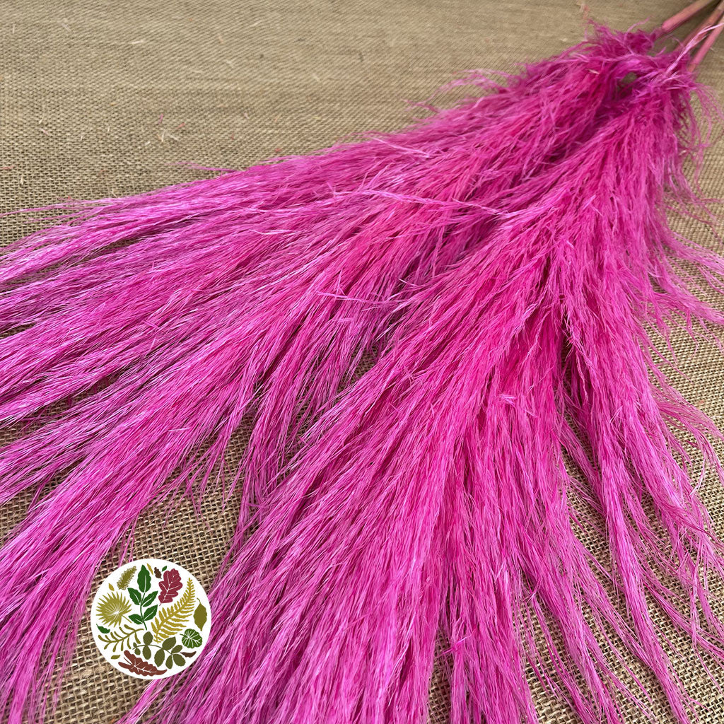 Grass 'Pampas' (Evita) (Various Colours) (DRY) 120cm (x5)