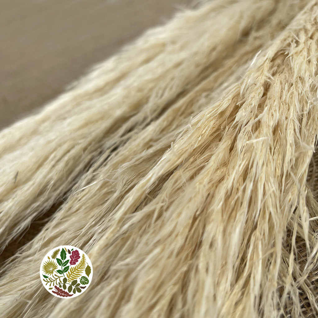 Grass &#39;Pampas&#39; (Evita) (Bleached) (DRY) (Various Sizes)