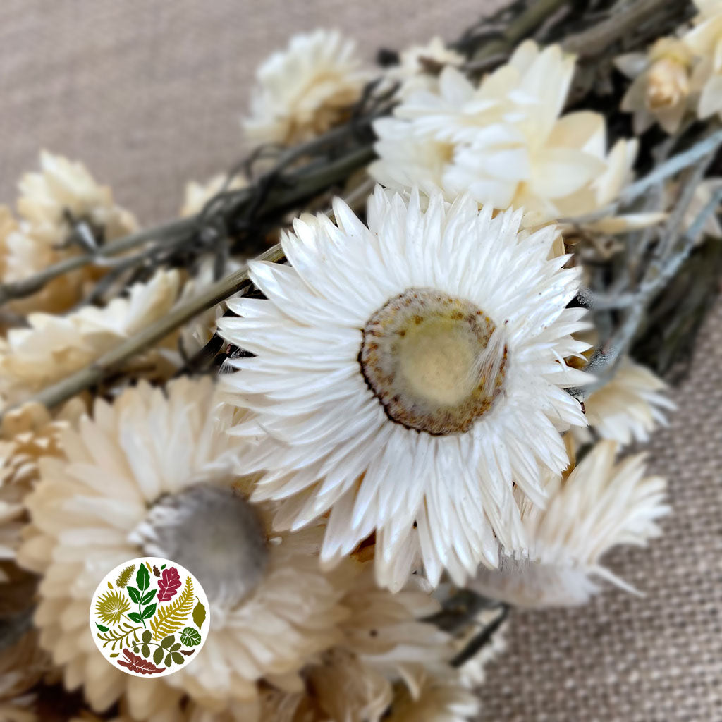 Helichrysum &#39;Flower&#39; (DRY) (Various Colours) 50cm