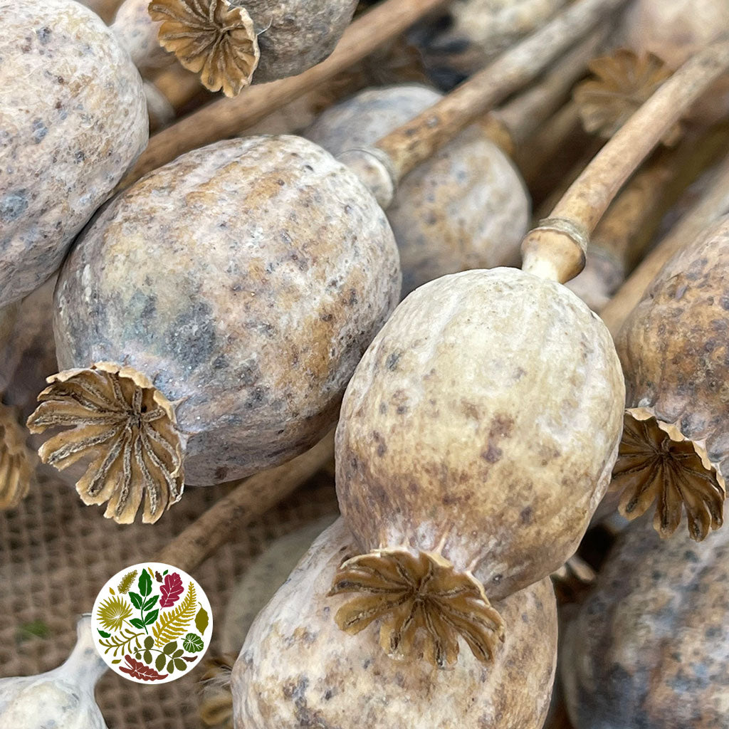 Poppy 'Heads' (Natural) (Various Sizes) (DRY)