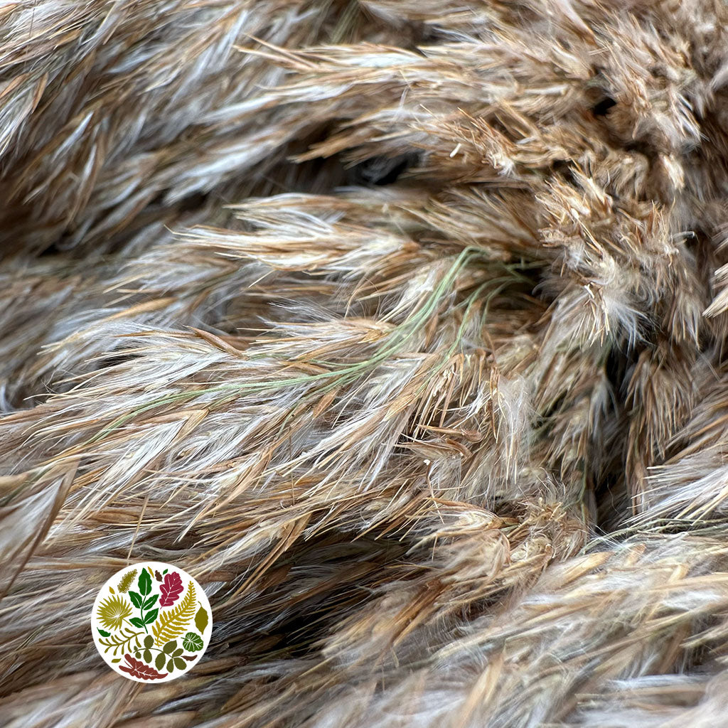 Grass 'Reed Grass' (Wild Plume) (Natural) (DRY) 90cm (x10)