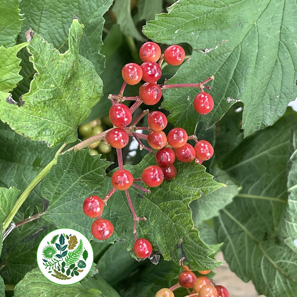 Viburnum &#39;Compacta Berried&#39; (Cultivated) (Various Sizes)