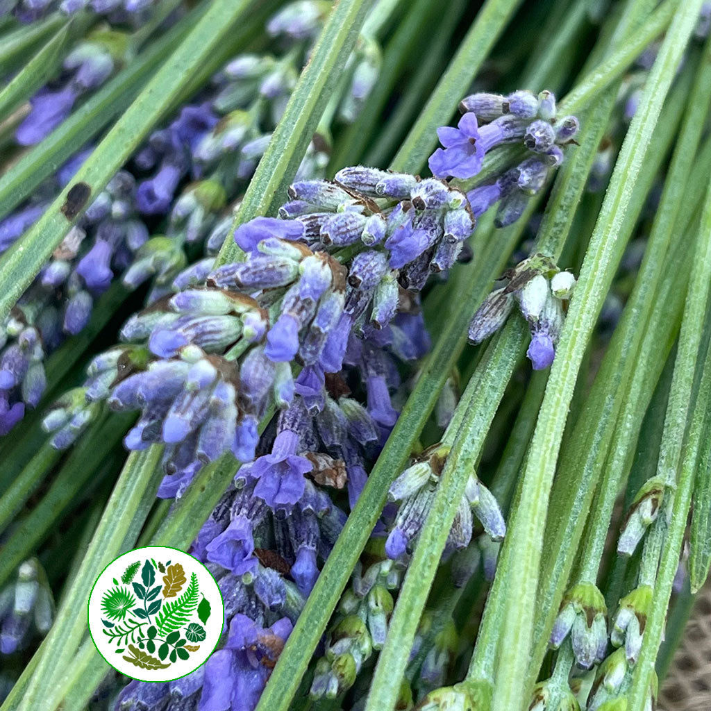 Lavender &#39;Angustifolia&#39; Italian (Various Sizes) 60cm