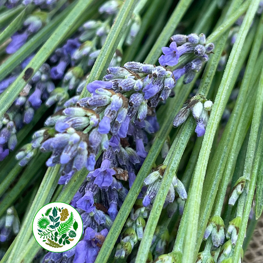 italian lavender plants Lavender 'Angustifolia' Italian (Various Sizes)