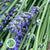 Lavender 'Angustifolia' Italian (Various Sizes) 60cm