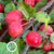 Apples 'Crab Apples' on stems (Various Sizes)