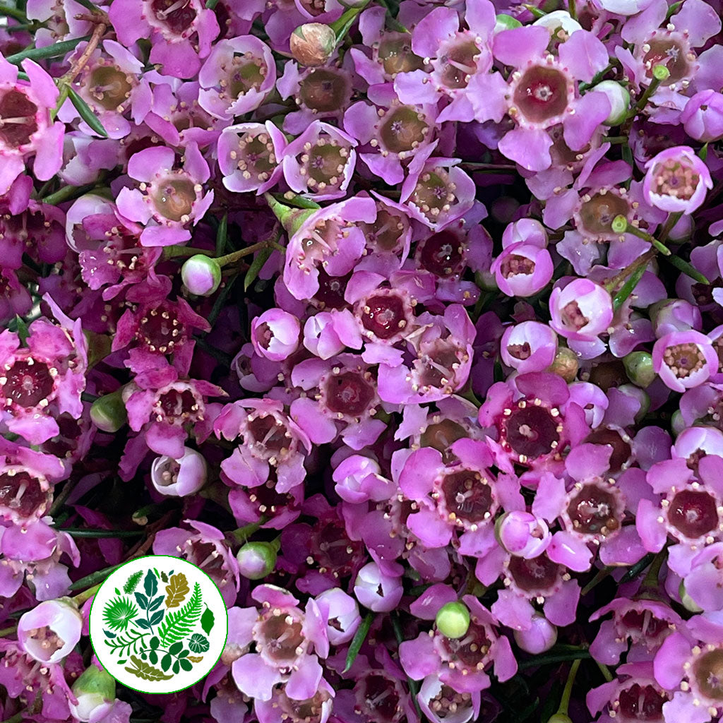 Wax Flower &#39;Jupiter&#39; (Various Lengths)