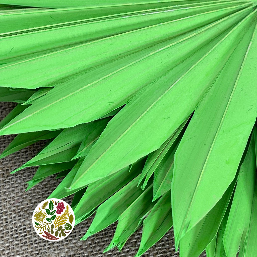 Palm &#39;Fan Palm&#39; (Painted) (DRY) (Various Colours) (x6) 45-55cm