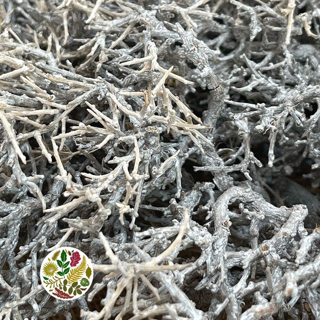 Iron Bush &#39;Stem&#39; (DRY) (Various Sizes)