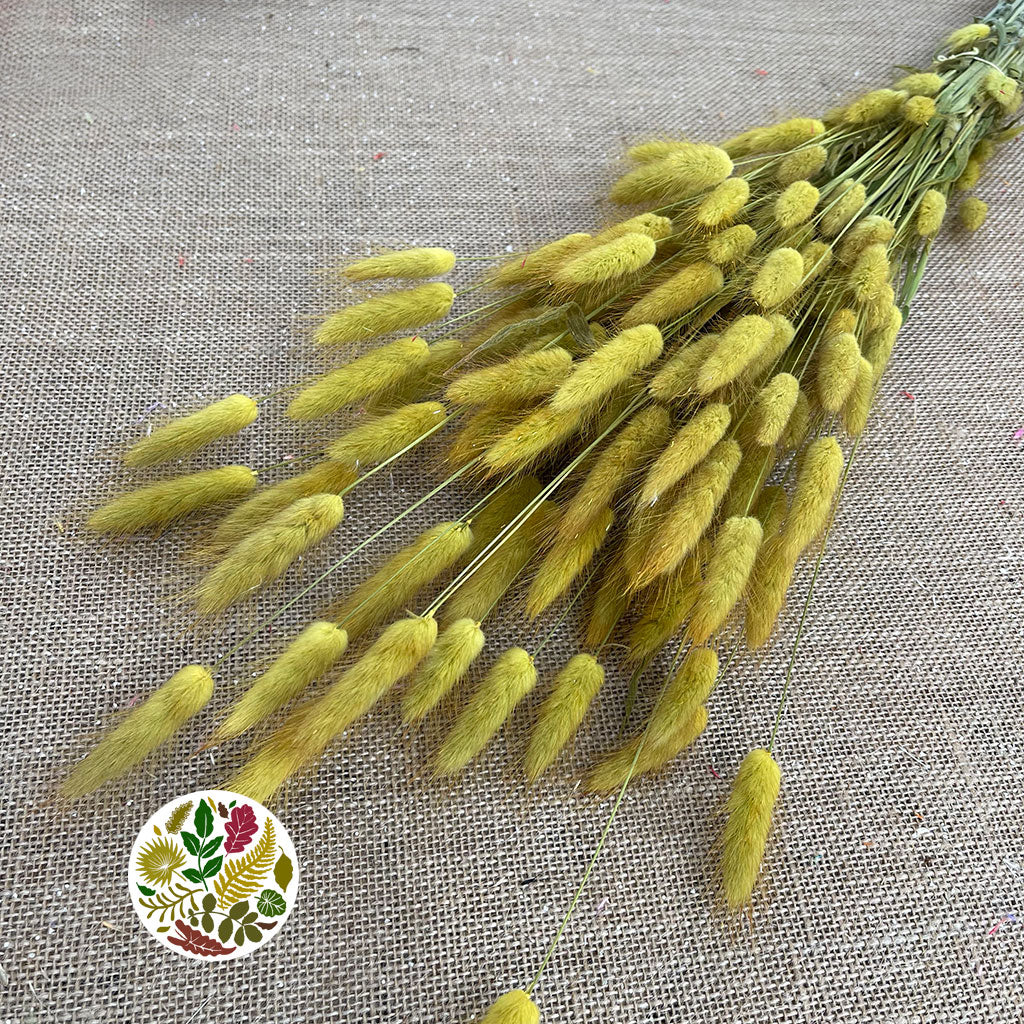 Grass 'Lagurus' (Painted/Dried) (DRY) (Various Colours)