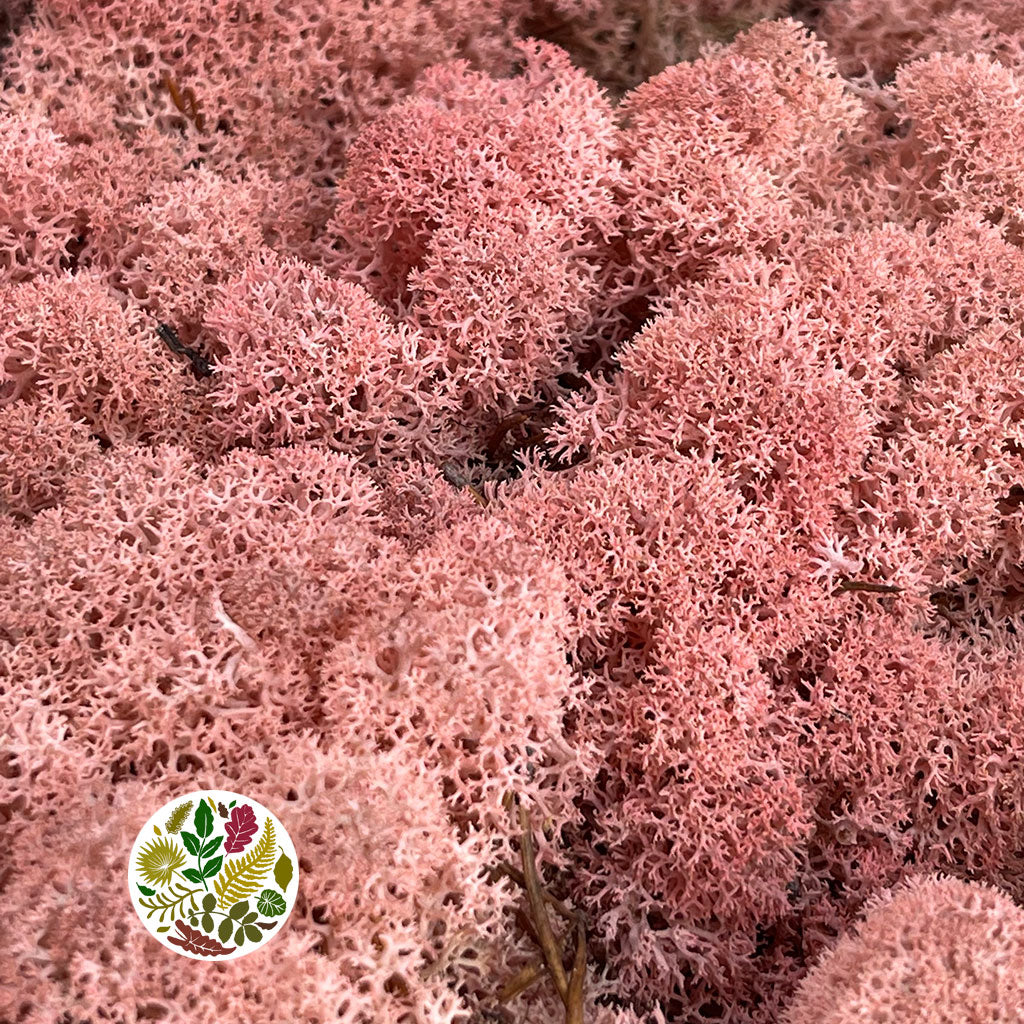 Moss 'Reindeer' (DRY) (Various Colours) (500g)