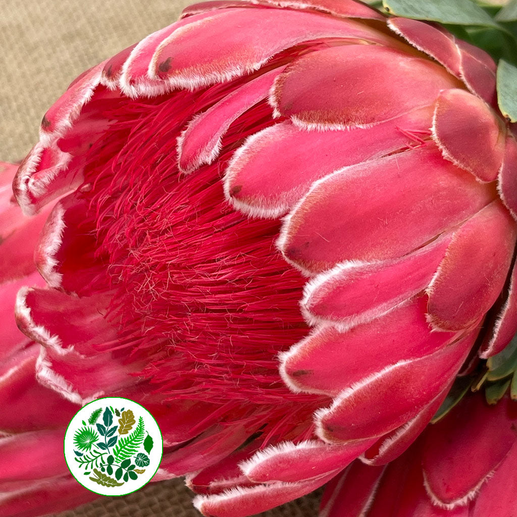 Protea 'Venus' (Various Lengths) (Per Stem)