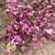 Gypsophila (Painted) (DRY) (Various Colours)