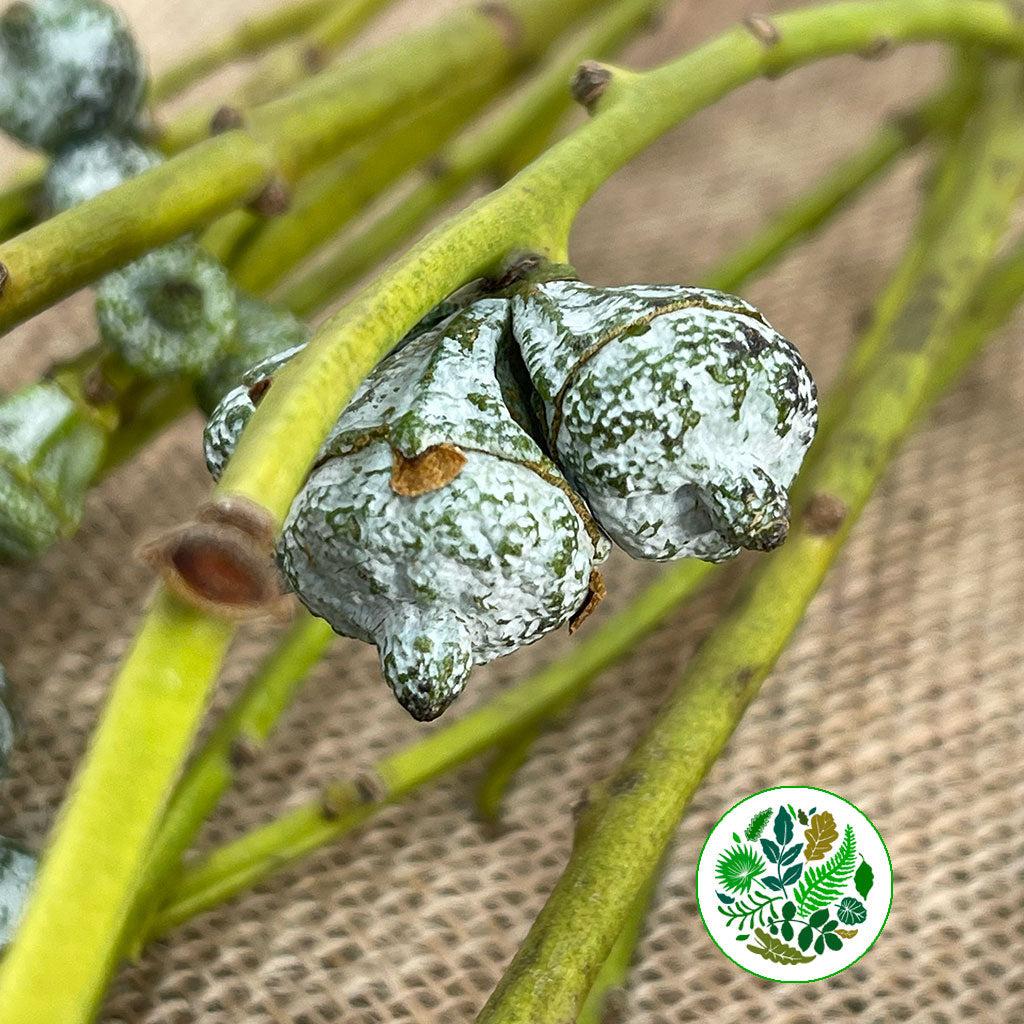 Eucalyptus &#39;Pods&#39; (Various Sizes)