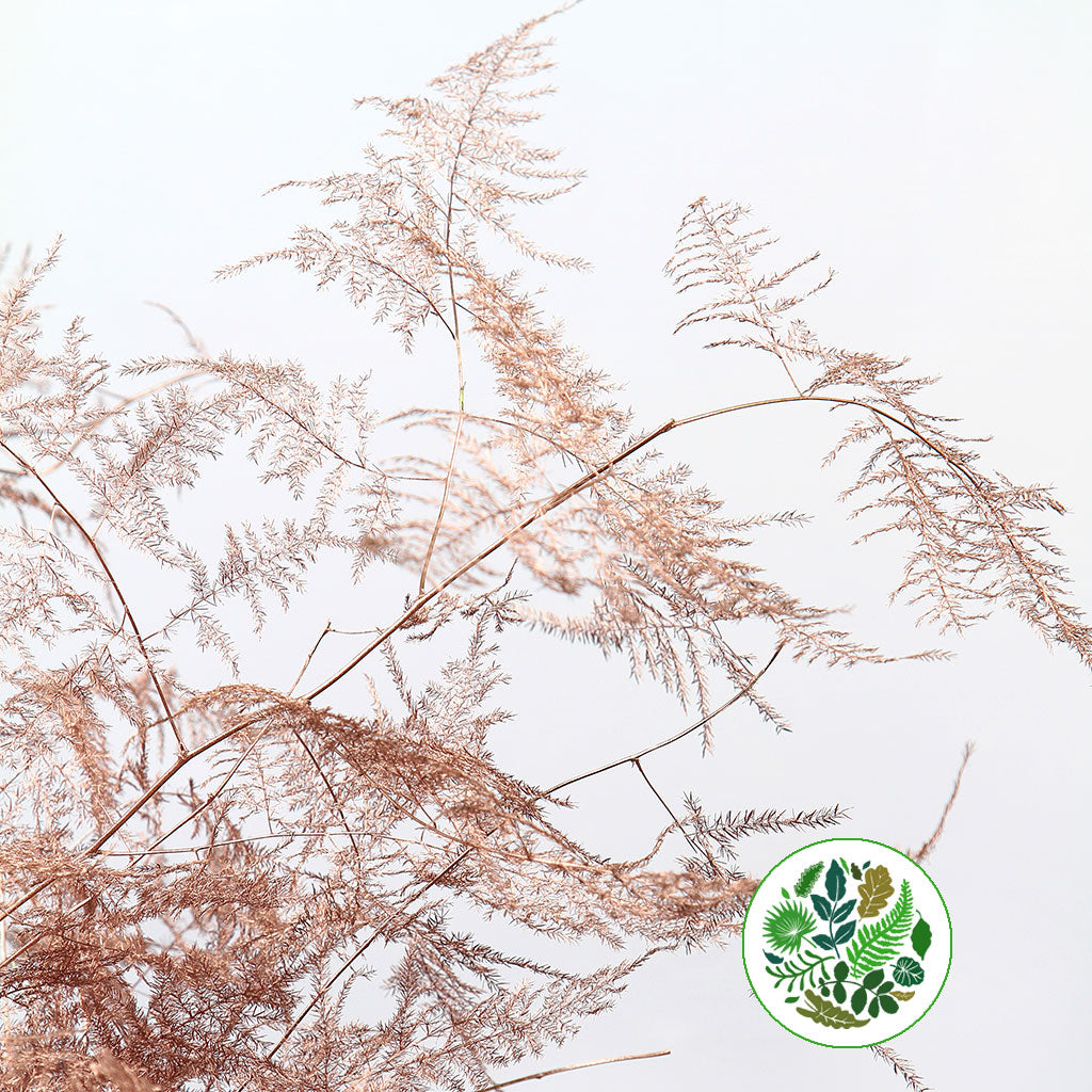 Fern 'Asparagus' (Painted) 85cm (Various Colours) (x50)