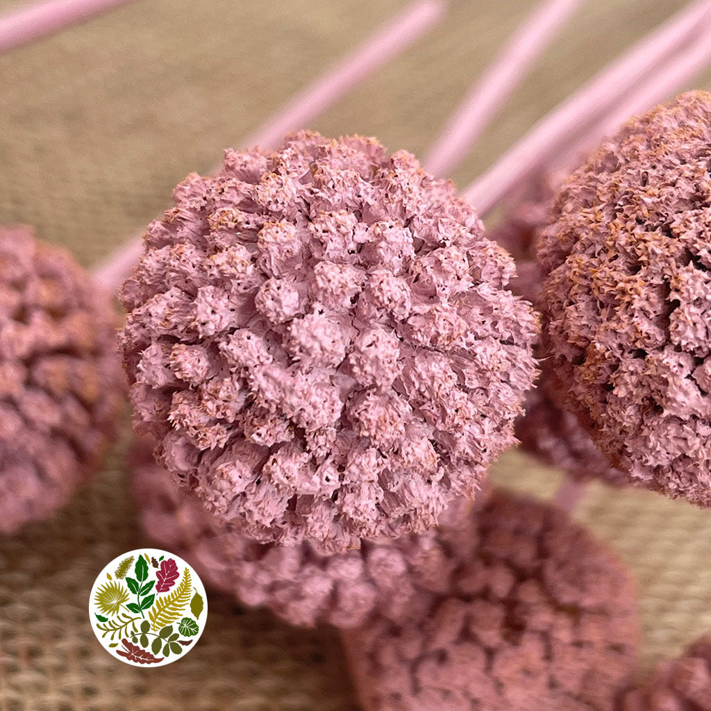 Craspedia 'Flower' (Painted) (DRY) (Various Colours)