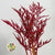 Bromelia 'Red Paloma' (Various Lengths)