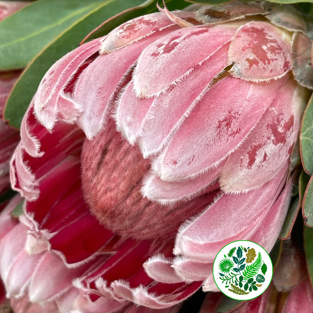 Protea &#39;Carnival&#39; (Various lengths)