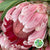 Protea 'Carnival' (Various lengths)