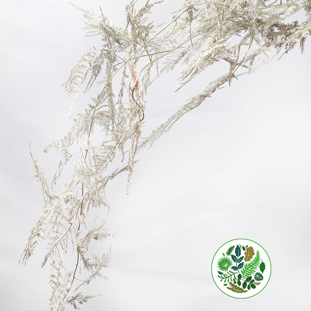 Fern 'Asparagus' (Painted) 85cm (Various Colours) (x50)