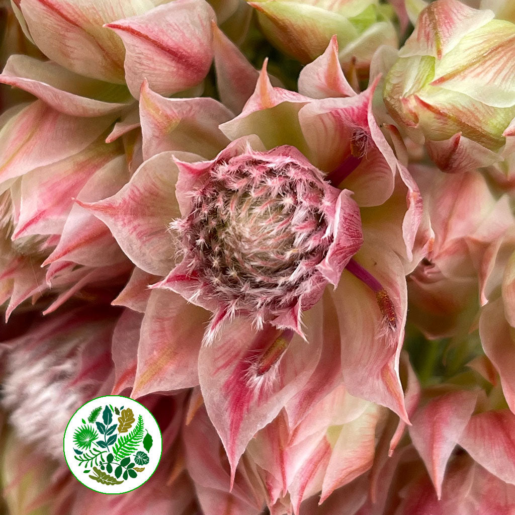 Protea &#39;Blushing Brides&#39; (Pink) (Various Sizes)