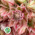 Protea 'Blushing Brides' (Pink) (Various Sizes)