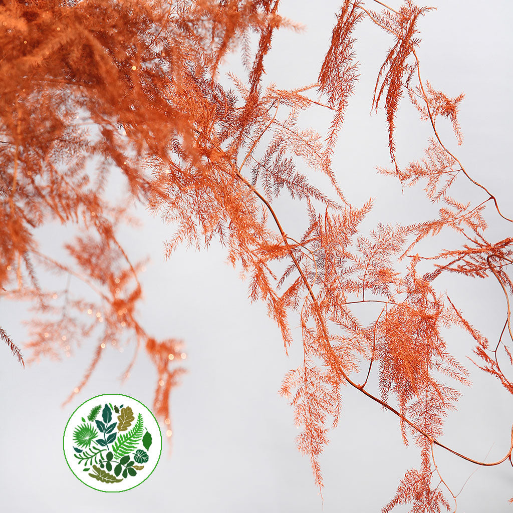 Fern &#39;Asparagus&#39; (Painted/Glitter) 65cm (Various Colours) (x50)
