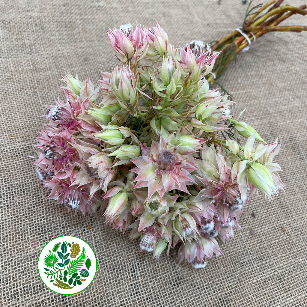 Protea &#39;Blushing Brides&#39; (Pink) (Various Sizes)