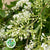 Privet 'Flowering' (Green) (Wild) (Various Sizes)