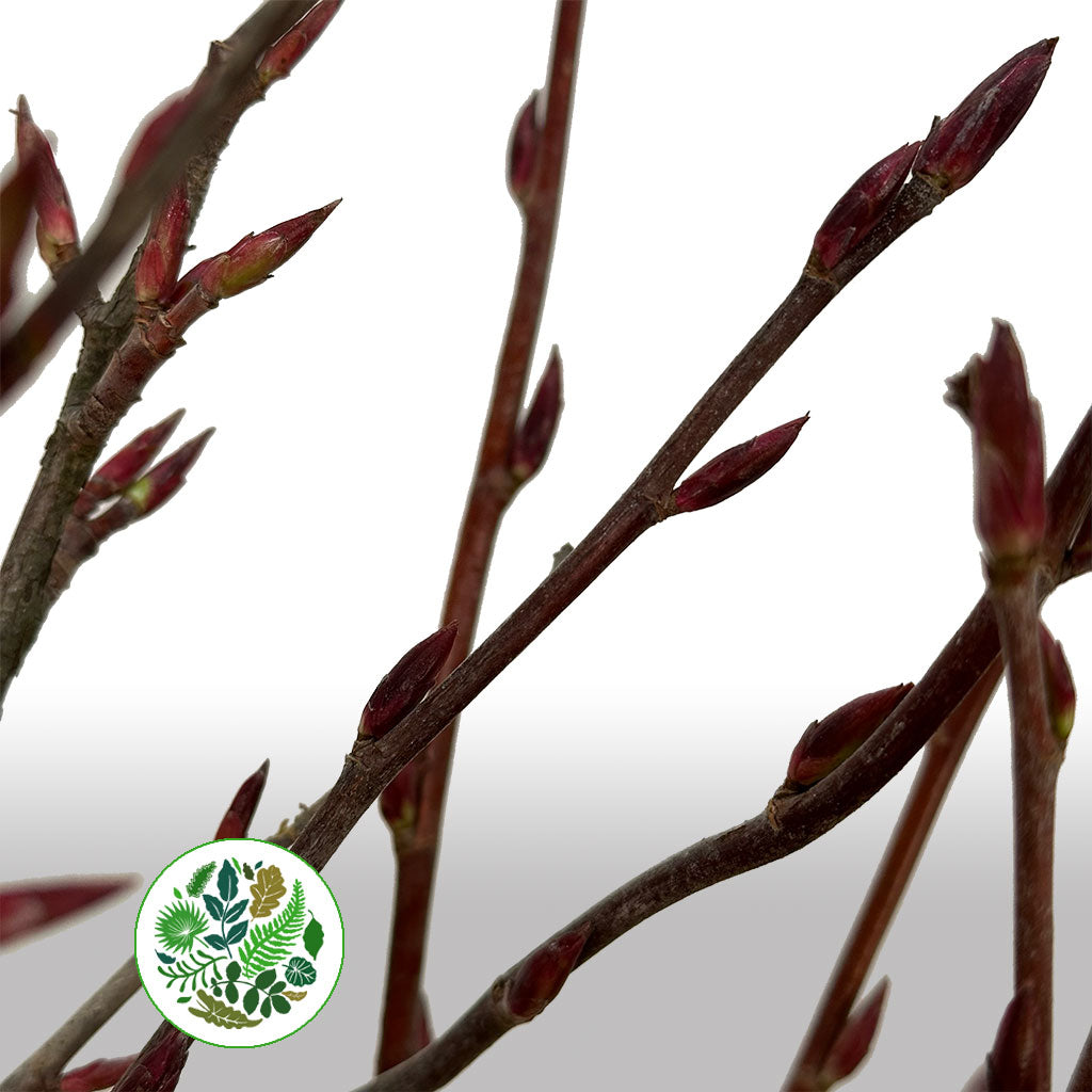 Flowering Currant (Wild) (Various Sizes)