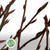 Flowering Currant (Wild) (Various Sizes)