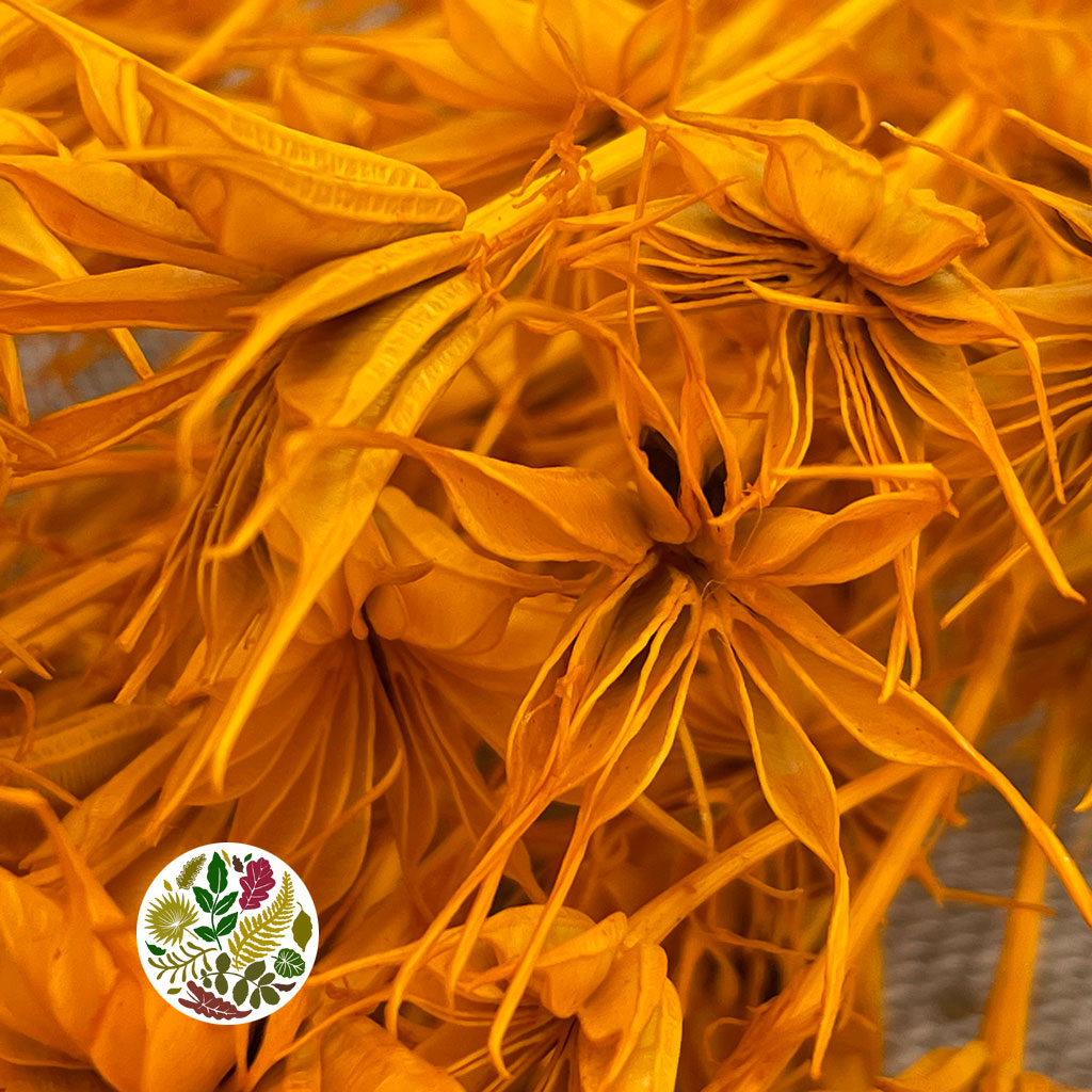 Nigella &#39;Orientalis&#39; (Painted) (DRY) (Various Colours) 60cm