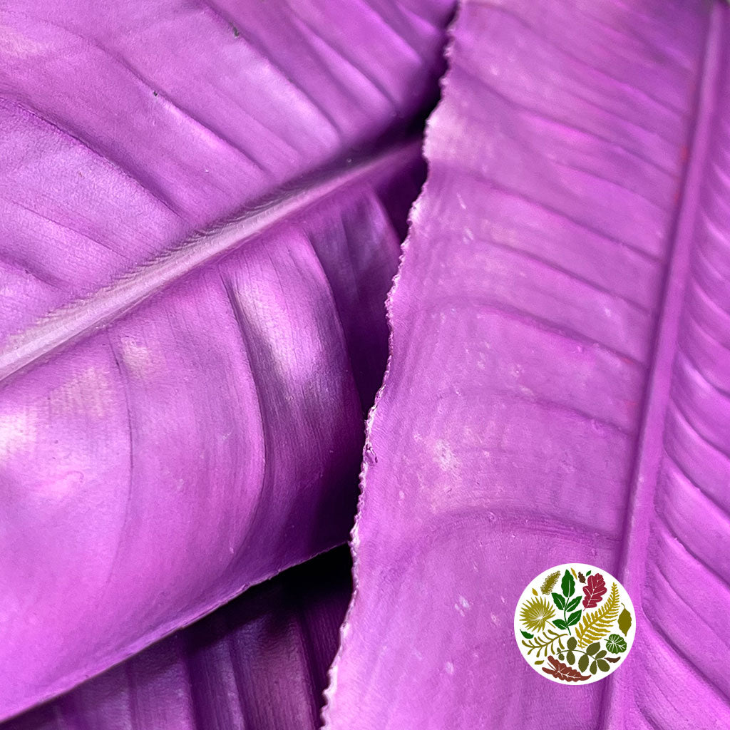 Strelitzia 'Leaves' Painted (Various Colours) (x10)