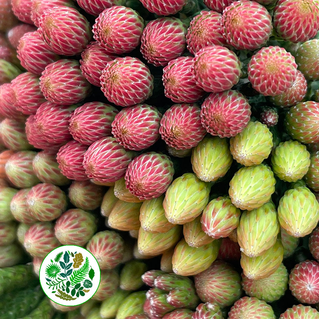 Berzelia &#39;Red Brunia&#39; (Various Lengths)