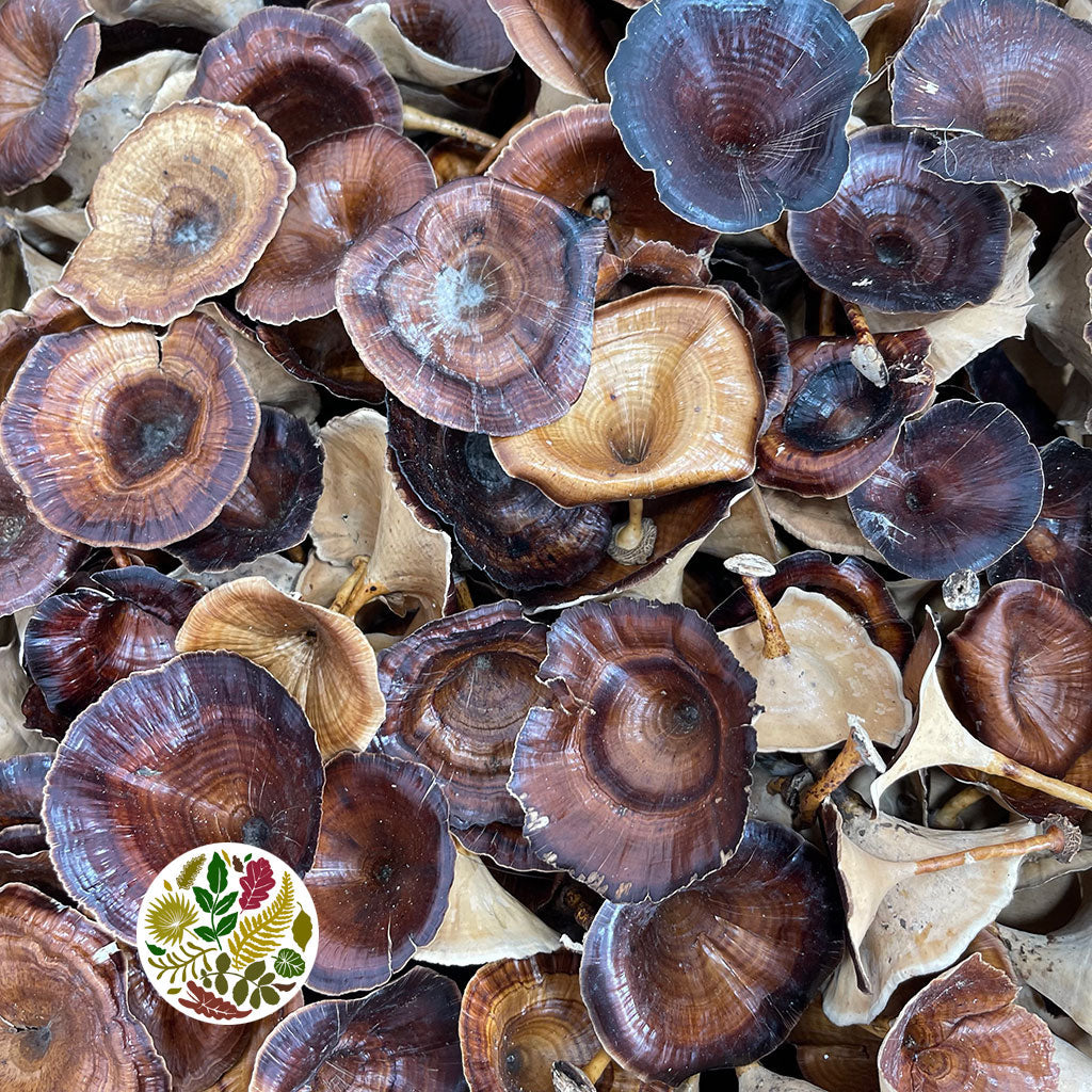 Mushrooms &#39;Golden&#39; (Natural) (DRY) (Various Sizes)