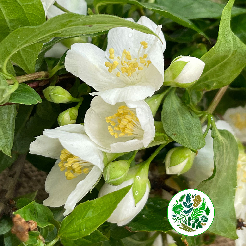 Philadelphus &#39;Mock Orange&#39; (Wild) (Various Sizes)