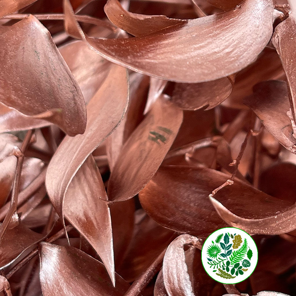 Ruscus &#39;Trailing&#39; Fresh (Painted Metallic Colours) (Various)