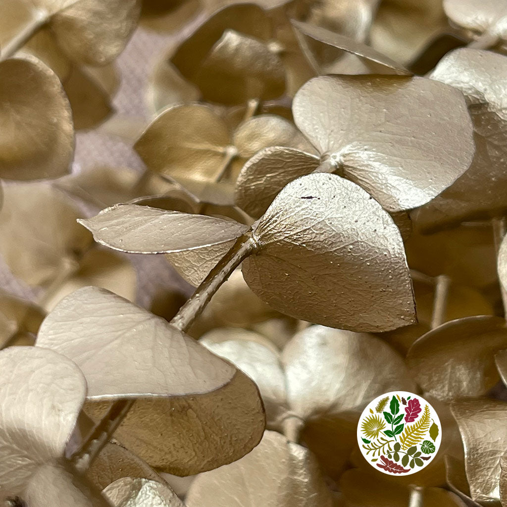 Eucalyptus 'Baby Blue' (Preserved & Painted) (DRY) (Various Colours)