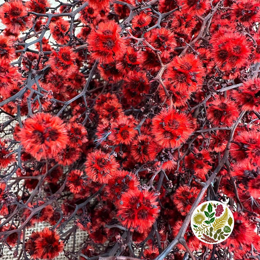 Stillingia Flowers DRY 'Various Colours' (x10)