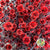 Stillingia Flowers DRY 'Various Colours' (x10)