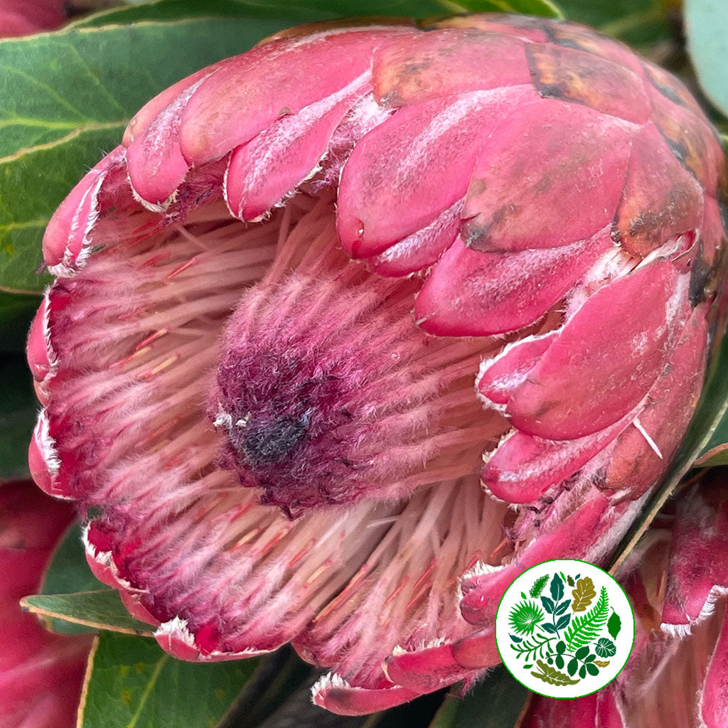 Protea &#39;Red Ice&#39; (Various Lengths)