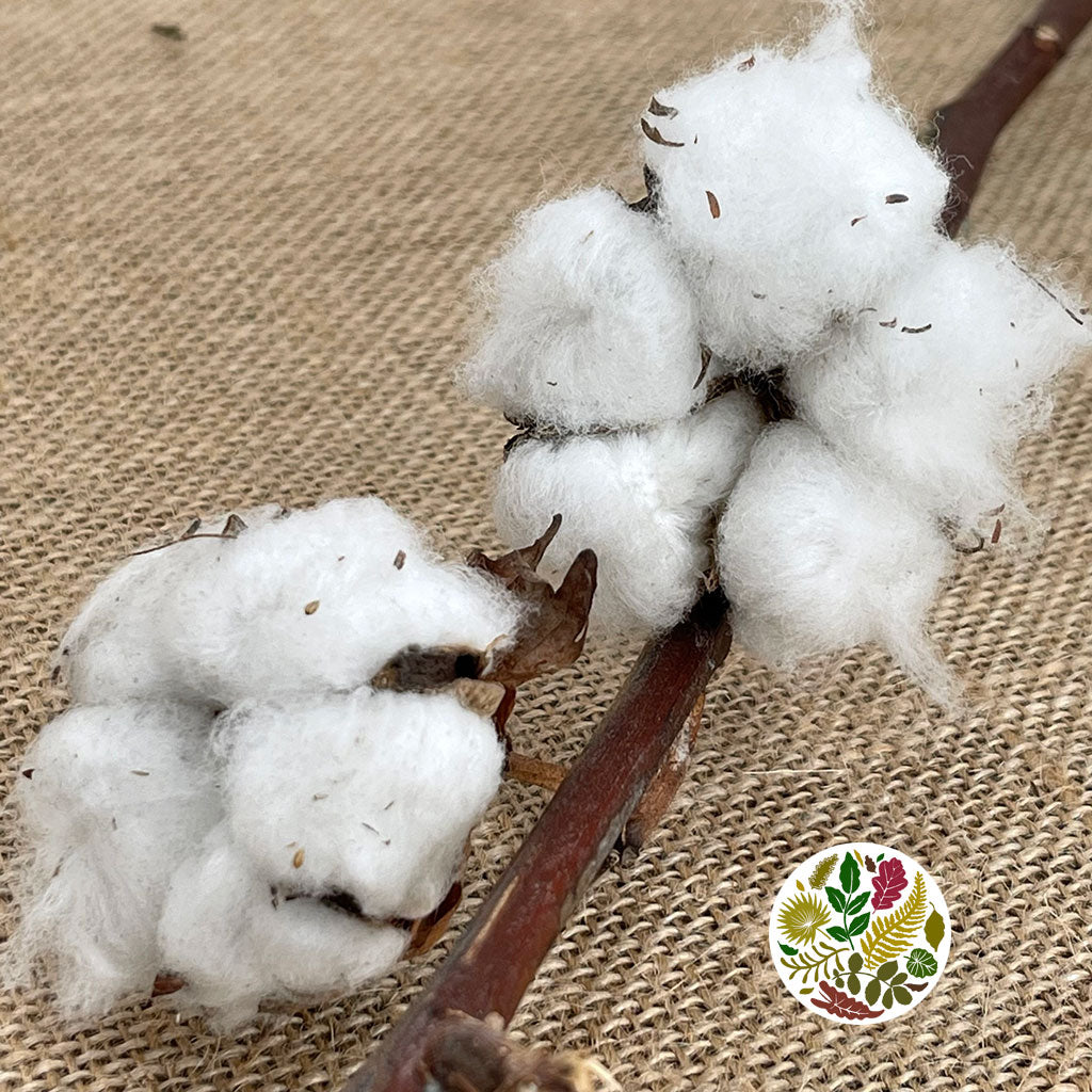 Cotton &#39;Stems&#39; (DRY) (Various Sizes)