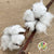 Cotton 'Stems' (DRY) (Various Sizes)