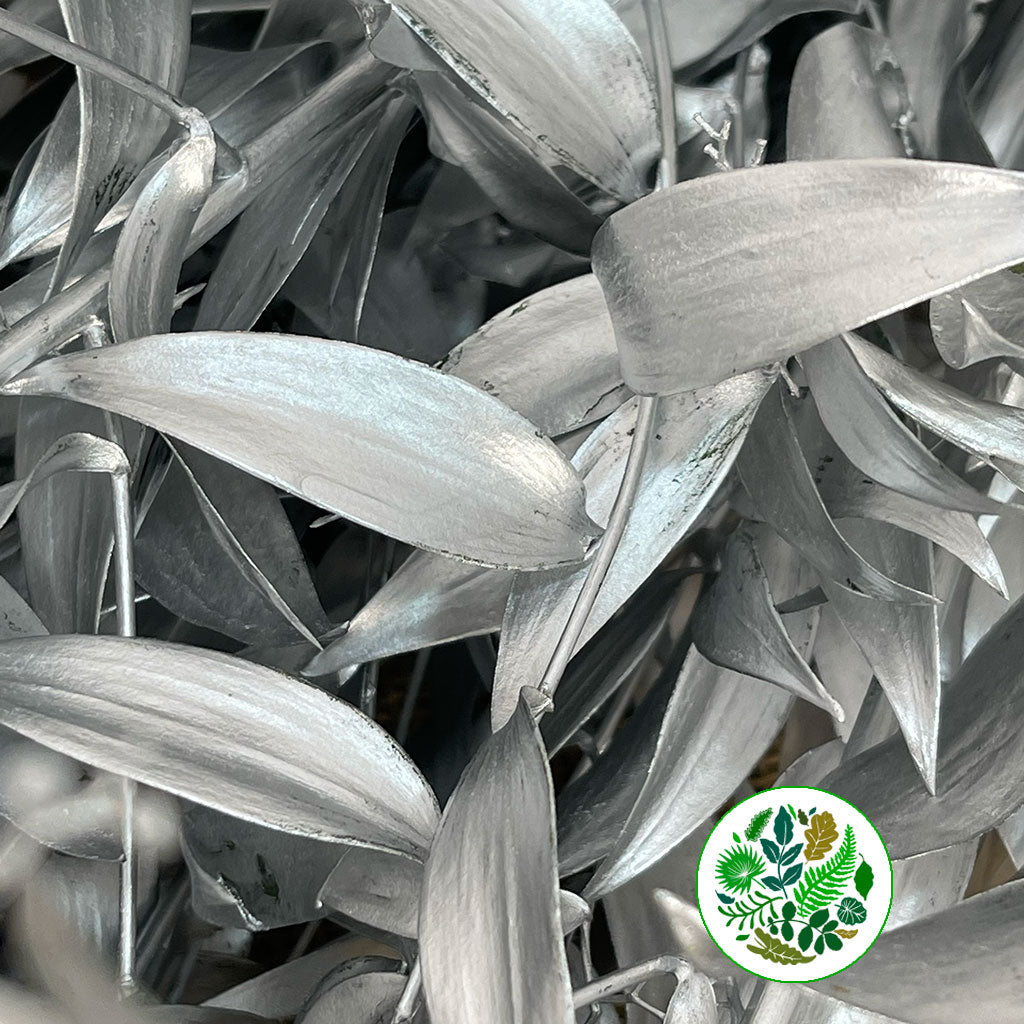 Ruscus &#39;Trailing&#39; Fresh (Painted Metallic Colours) (Various)