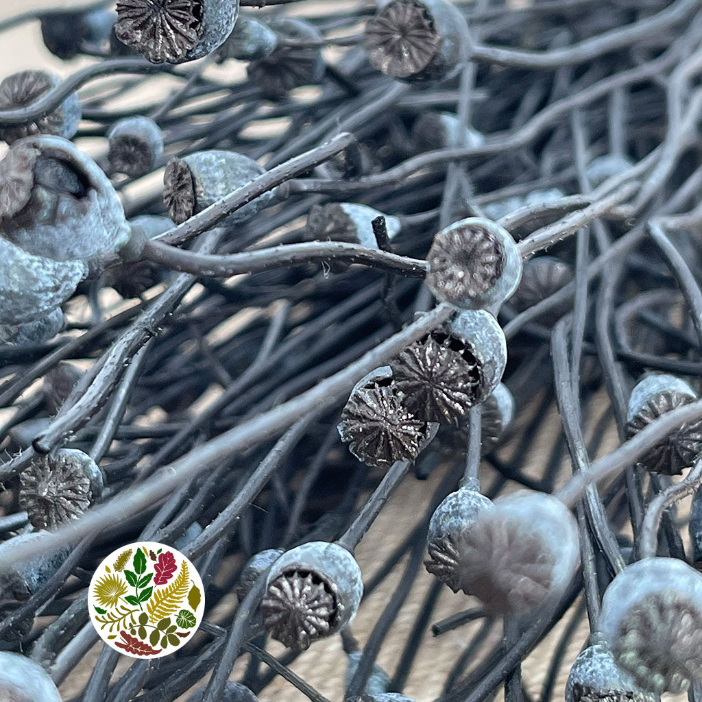 Poppy &#39;Heads&#39; (Painted) (Small) (DRY) (Various Colours)