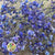 Gypsophila (Painted) (DRY) (Various Colours)